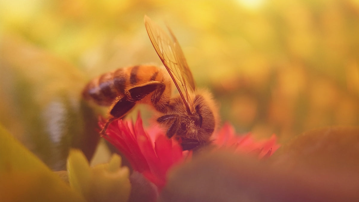 honeybee perched on red and yellow flower in close up photography during daytime