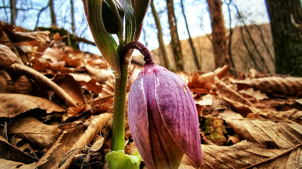 a single flower is blooming in the woods