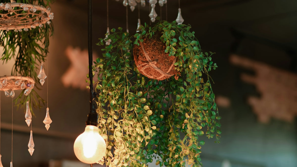 Hanging plants and decorative lights in a cafe.