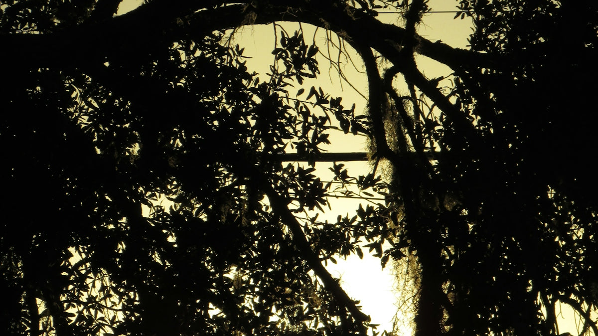 Sun shining through dark tree branches at sunset.