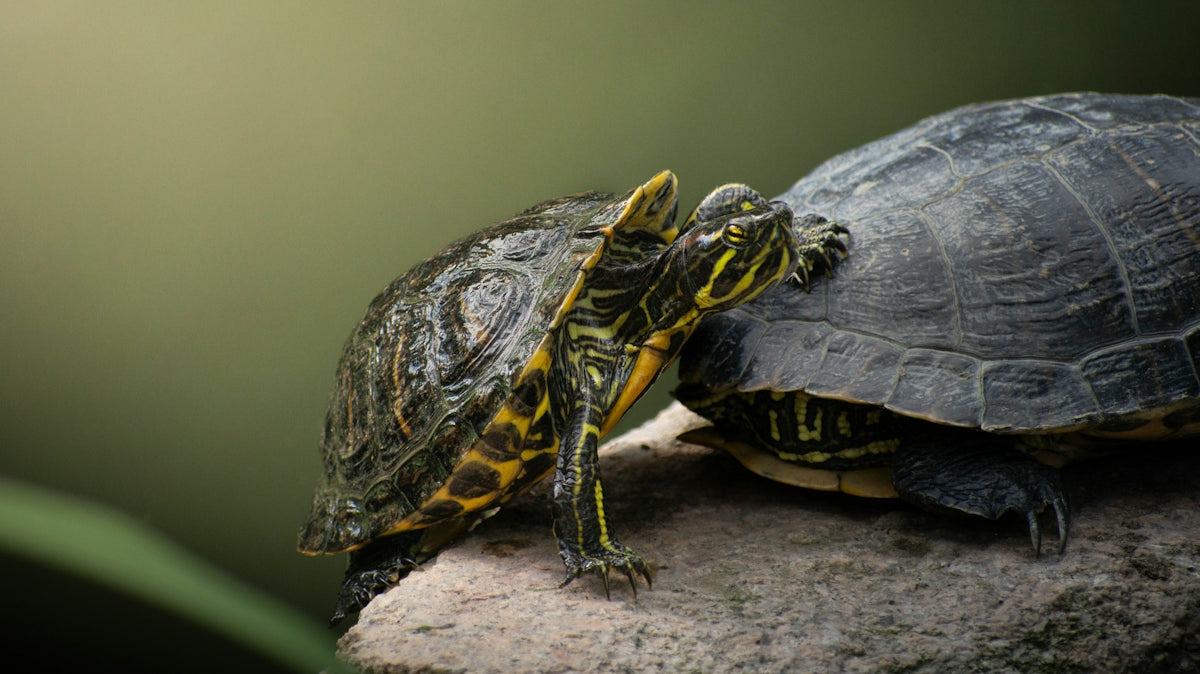 Two red-eared slider turtles on a rock against a soft green background