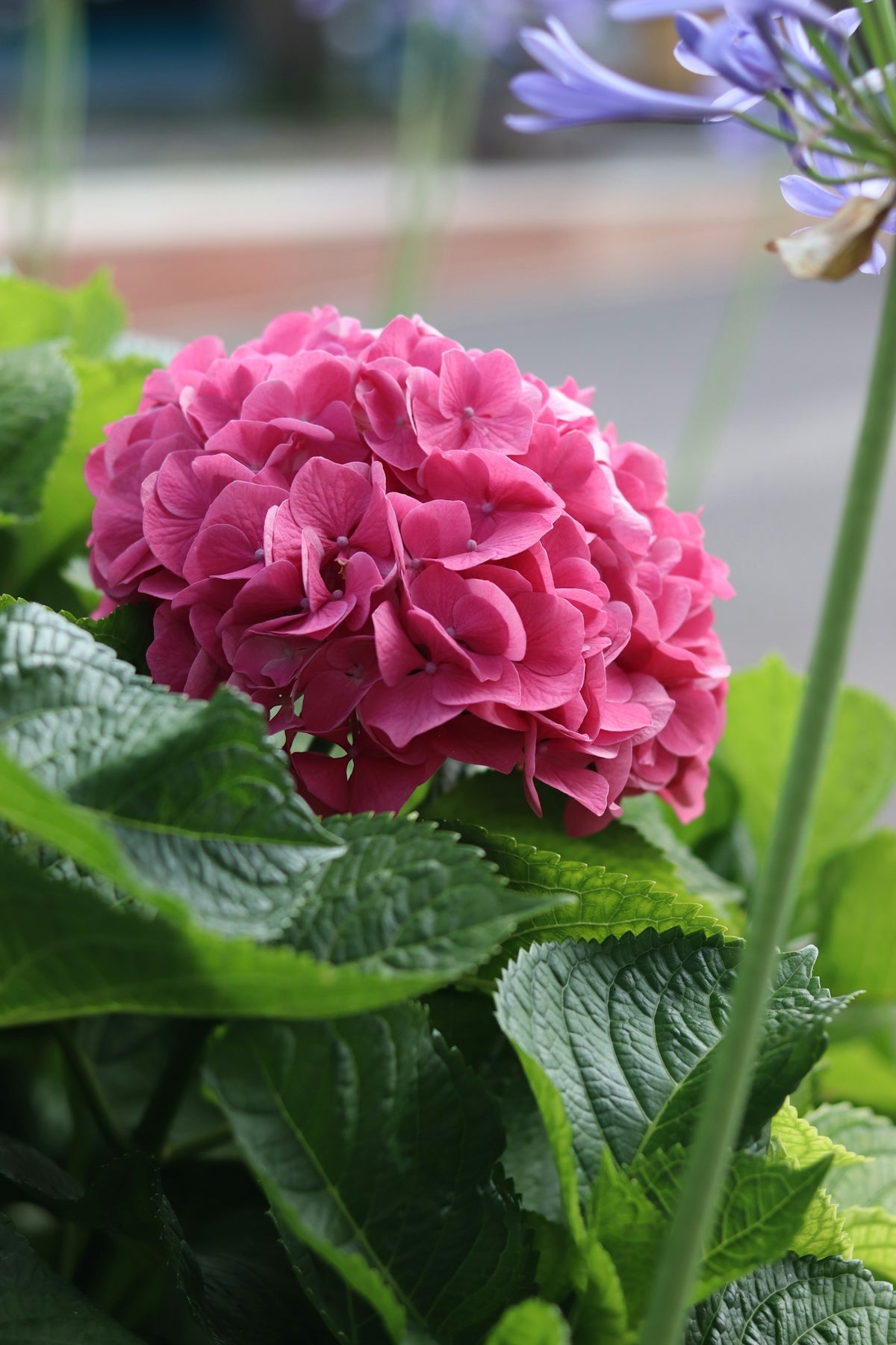 A beautiful pink hydrangea bloom.