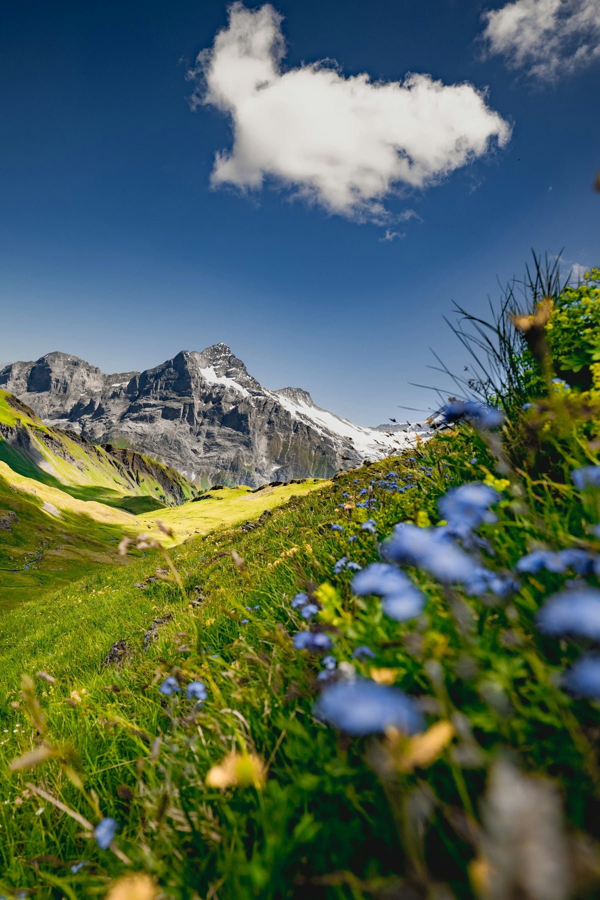 Blue flowers in a green mountain meadow under blue sky.