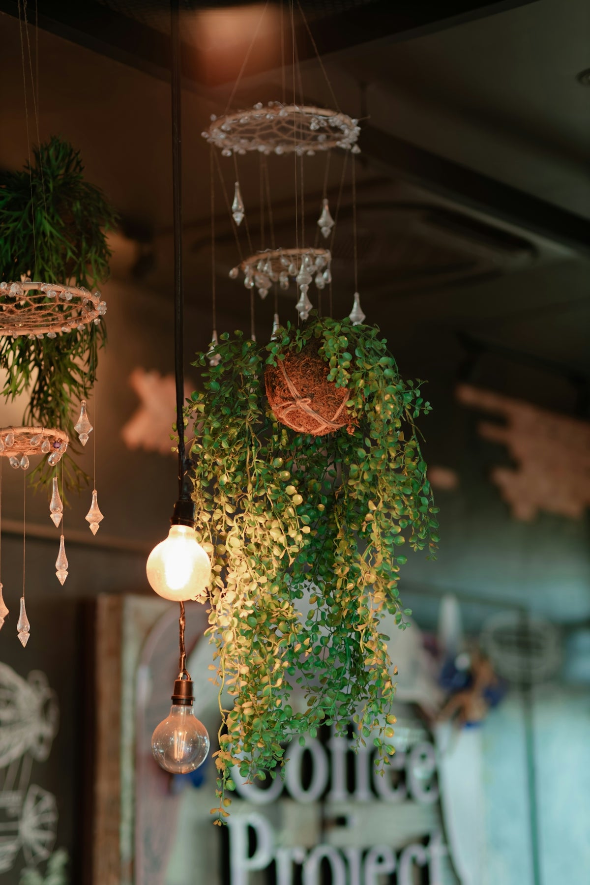 Hanging plants and decorative lights in a cafe.