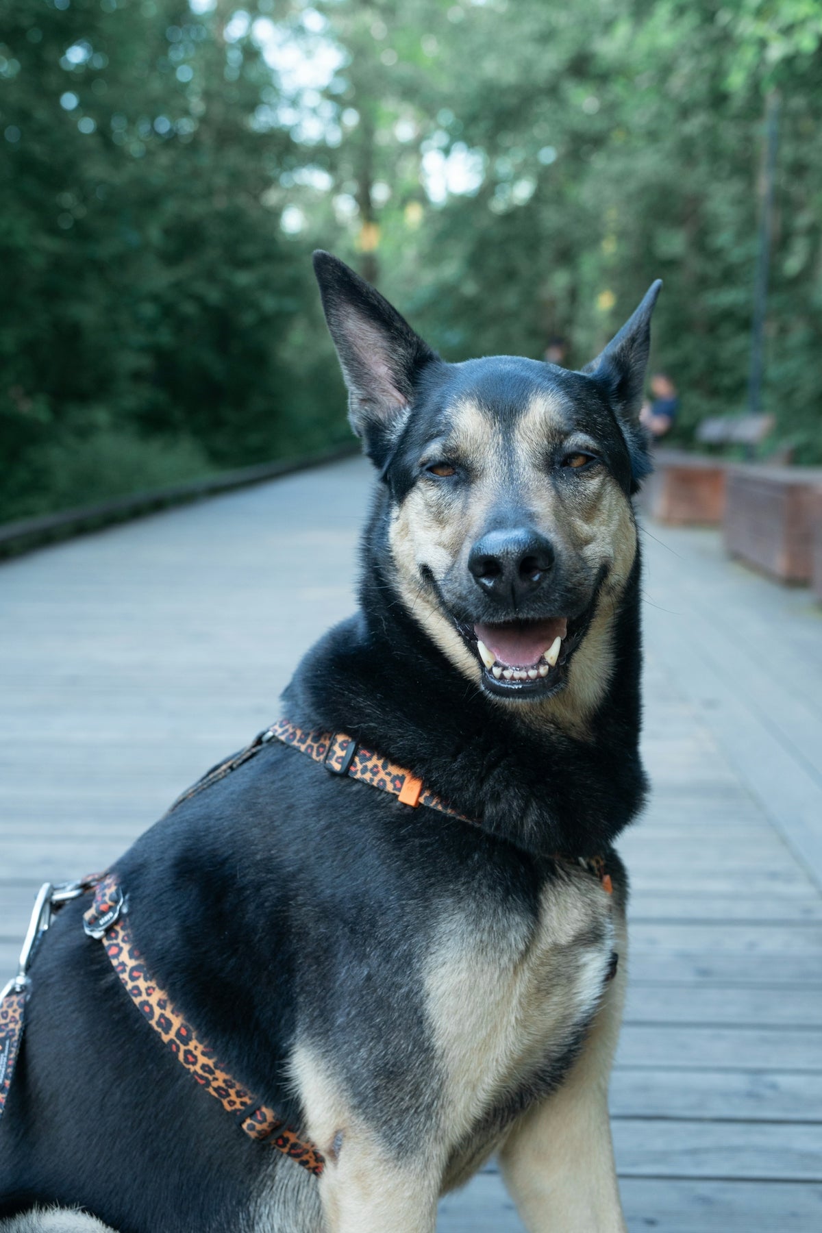 A black and tan dog sits on a wooden boardwalk