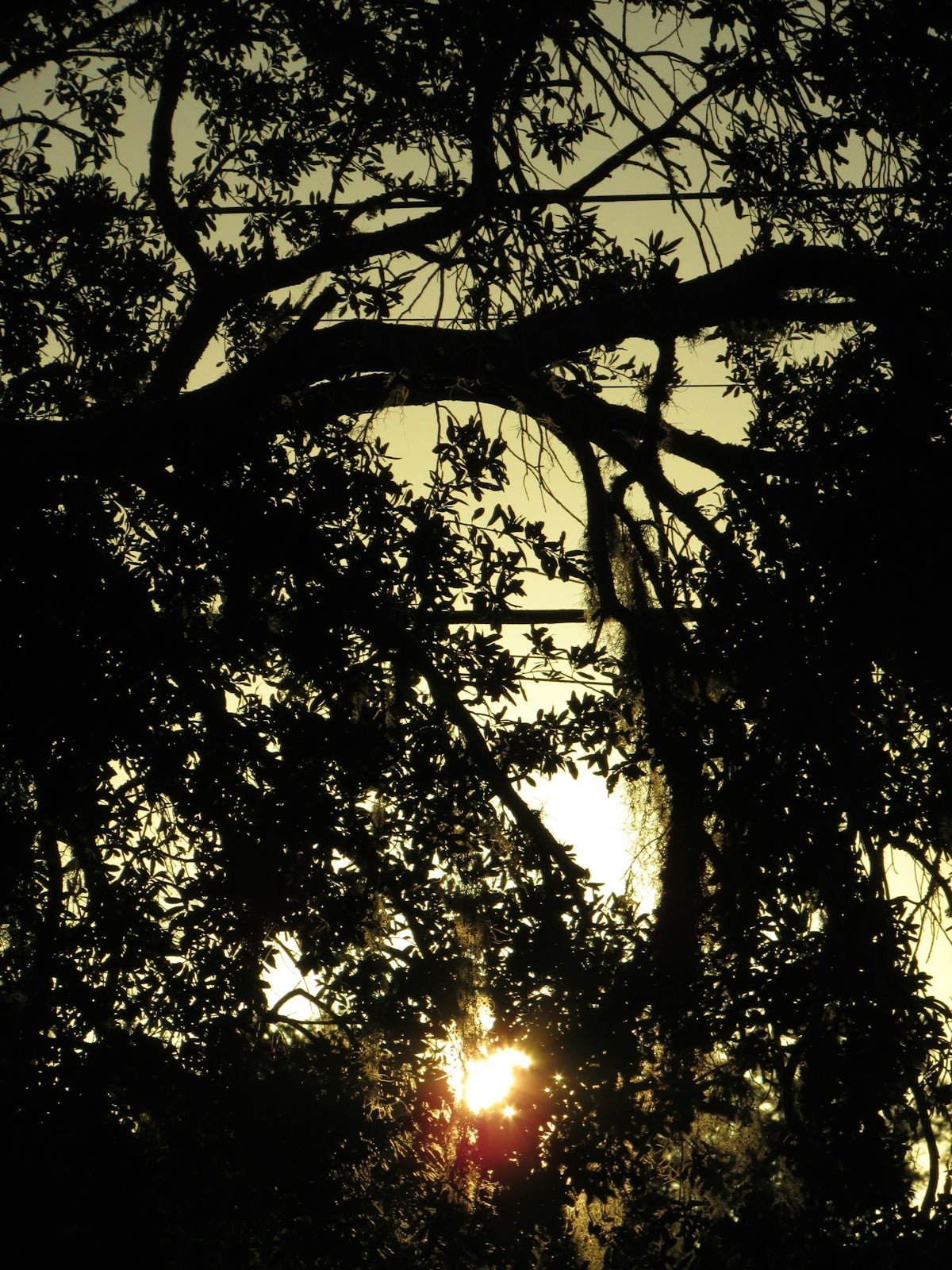 Sun shining through dark tree branches at sunset.