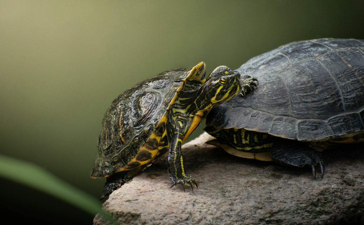 Two red-eared slider turtles on a rock against a soft green background