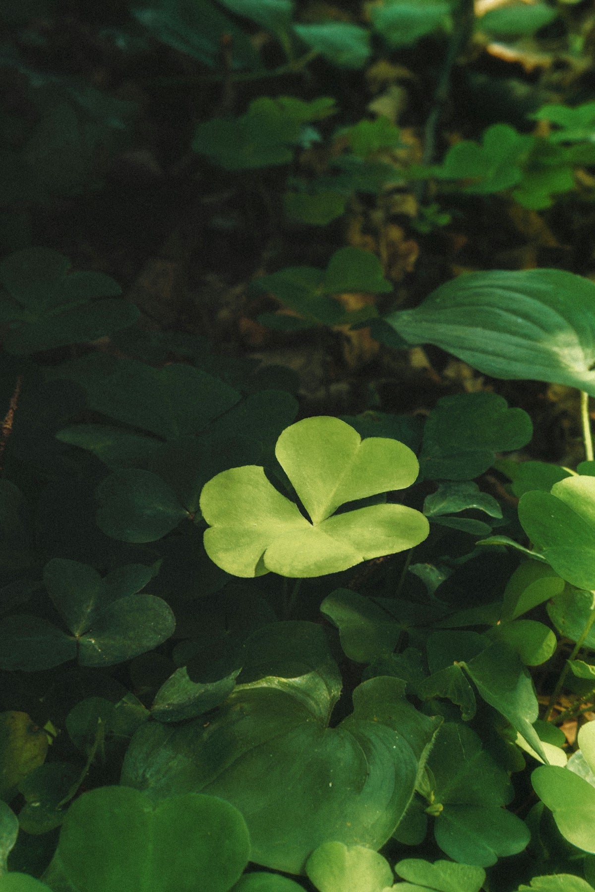 A single bright green clover leaf illuminated among darker foliage in a forest